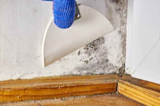 Best Air Quality Testing for Mold Spores  in Ripley, WV