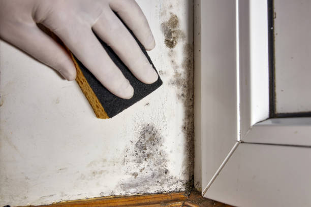 Best Commercial Mold Inspection  in Ripley, WV